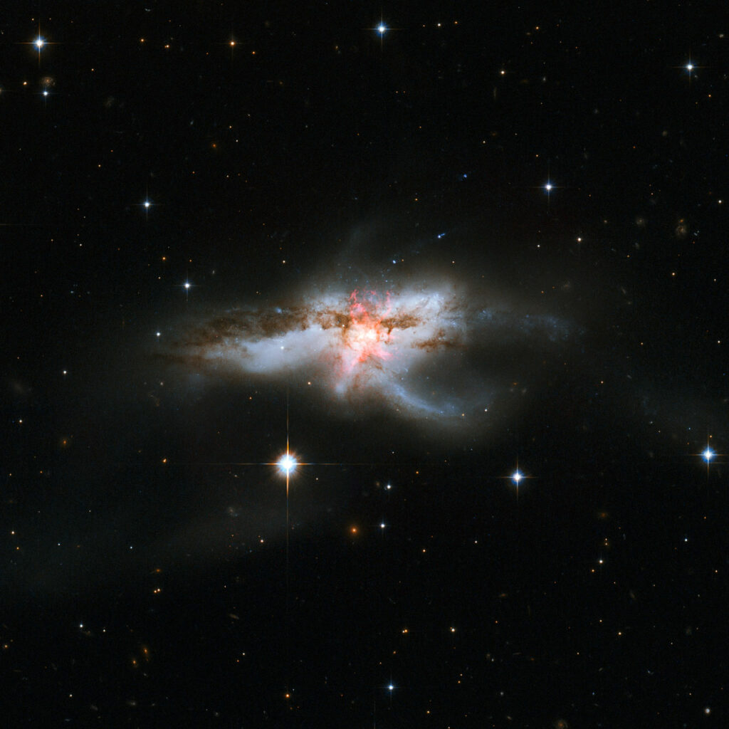 Not all galaxies are neatly shaped, as this new NASA/ESA Hubble Space Telescope image of NGC 6240 clearly demonstrates. Hubble previously released an image of this galaxy back in 2008, but the knotted region, shown here in a pinky-red hue at the centre of the galaxies, was only revealed in these observations from Hubble’s Wide Field Camera 3 and Advanced Camera for Surveys. NGC 6240 lies 400 million light-years away in the constellation of Ophiuchus (The Serpent Holder). This galaxy has an elongated shape with branching wisps, loops and tails. This mess of gas, dust and stars bears more than a passing resemblance to a butterfly and, though perhaps less conventionally beautiful, a lobster. This bizarrely-shaped galaxy did not begin its life looking like this; its distorted appearance is a result of a galactic merger that occurred when two galaxies drifted too close to one another. This merger sparked bursts of new star formation and triggered many hot young stars to explode as supernovae. A new supernova was discovered in this galaxy in 2013, named SN 2013dc. It is not visible in this image, but its location is indicated here. At the centre of NGC 6240 an even more interesting phenomenon is taking place. When the two galaxies came together, their central black holes did so too. There are two supermassive black holes within this jumble, spiralling closer and closer to one another. They are currently only some 3000 light-years apart, incredibly close given that the galaxy itself spans 300 000 light-years. This proximity secures their fate as they are now too close to escape each other and will soon form a single immense black hole. Links  Images of Hubble