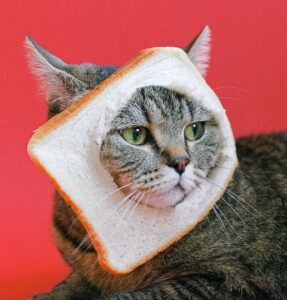 brown tabby cat with slice of loaf bread on head
